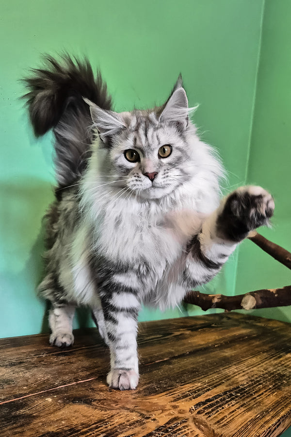 Koko | Maine Coon Kitten