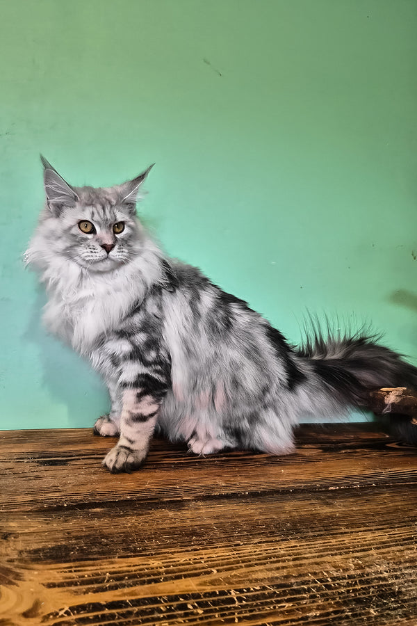 Koko | Maine Coon Kitten