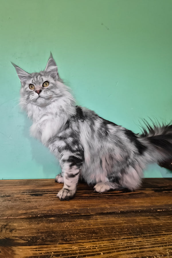 Koko | Maine Coon Kitten