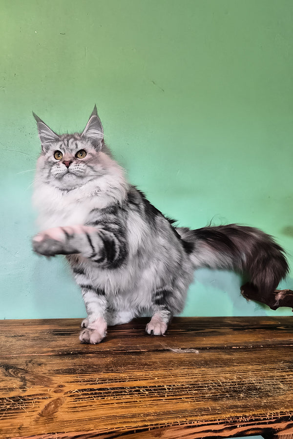 Koko | Maine Coon Kitten