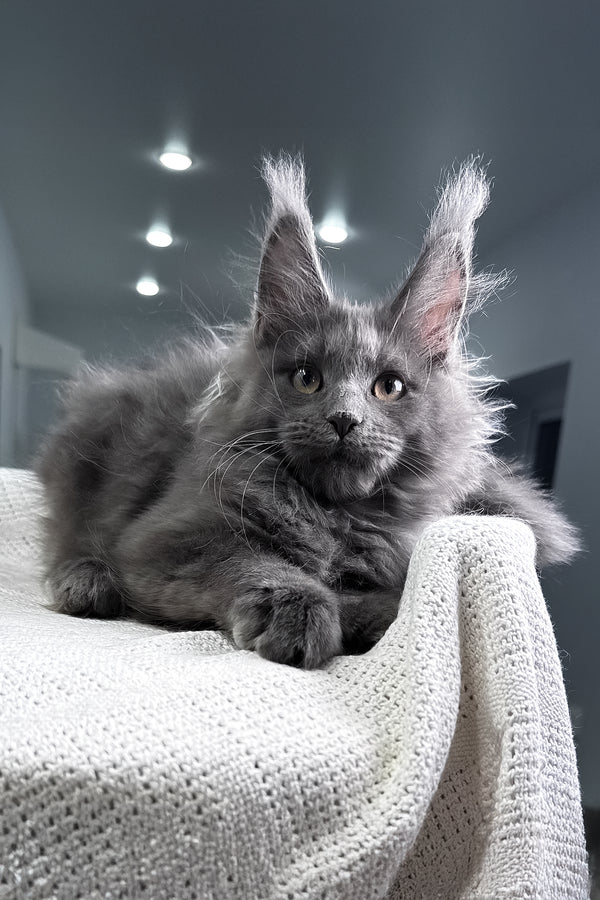 Lavina | Maine Coon Kitten