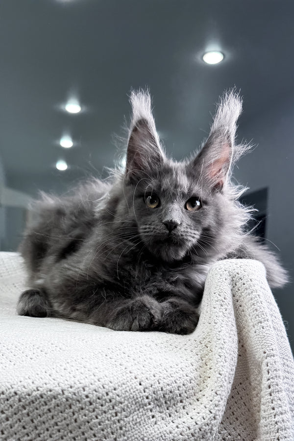 Lavina | Maine Coon Kitten