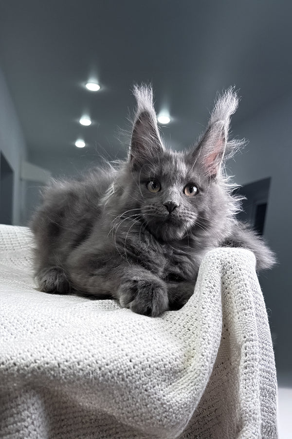Lavina | Maine Coon Kitten
