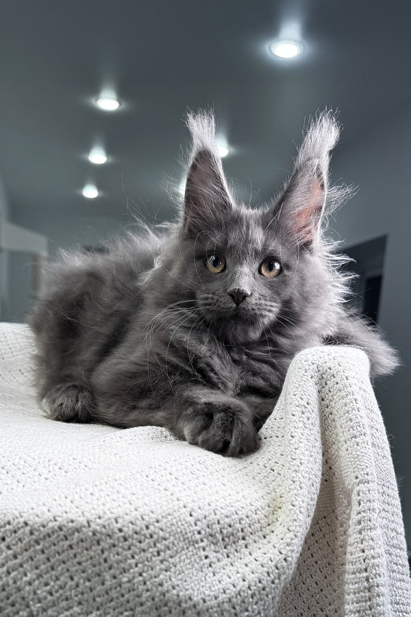 Lavina | Maine Coon Kitten