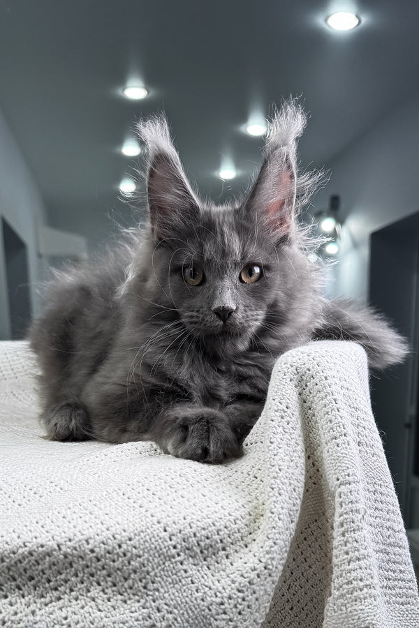 Lavina | Maine Coon Kitten