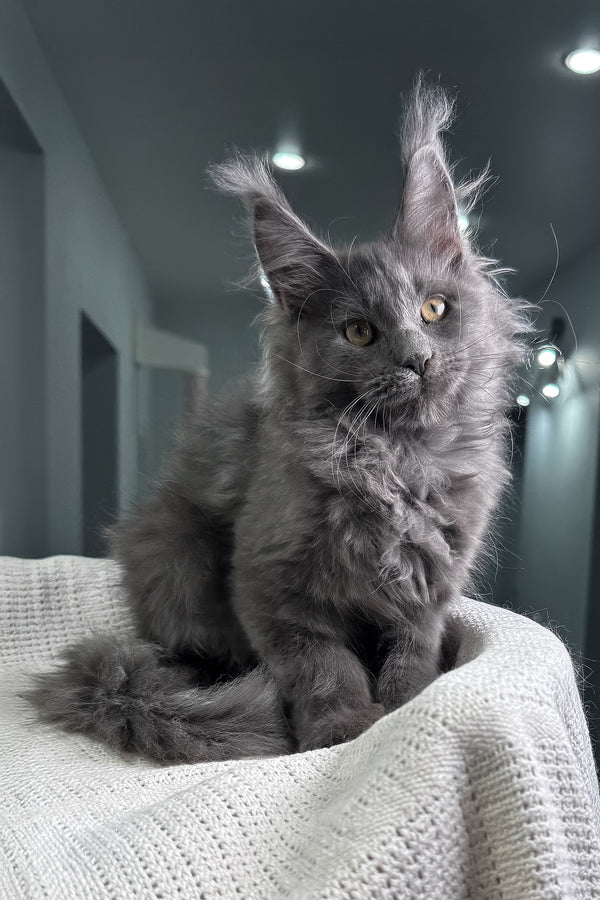Lavina | Maine Coon Kitten