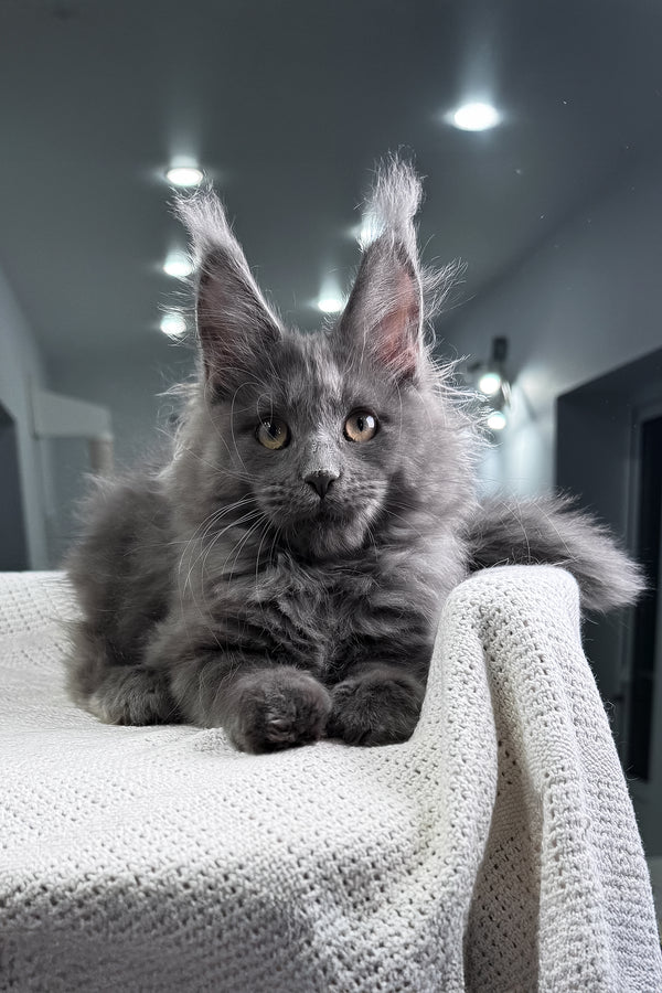 Lavina | Maine Coon Kitten