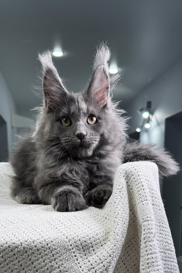 Lavina | Maine Coon Kitten