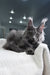 Lavina | Maine Coon Kitten