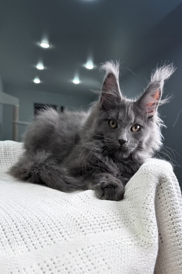 Lavina | Maine Coon Kitten