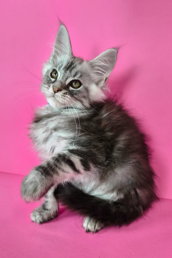 Lex | Maine Coon Kitten