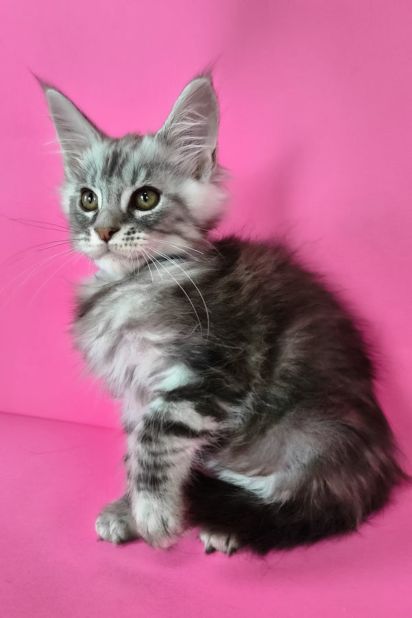 Lex | Maine Coon Kitten