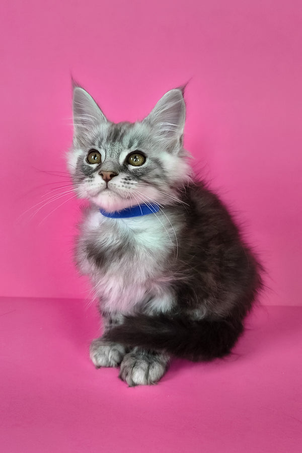 Lex | Maine Coon Kitten