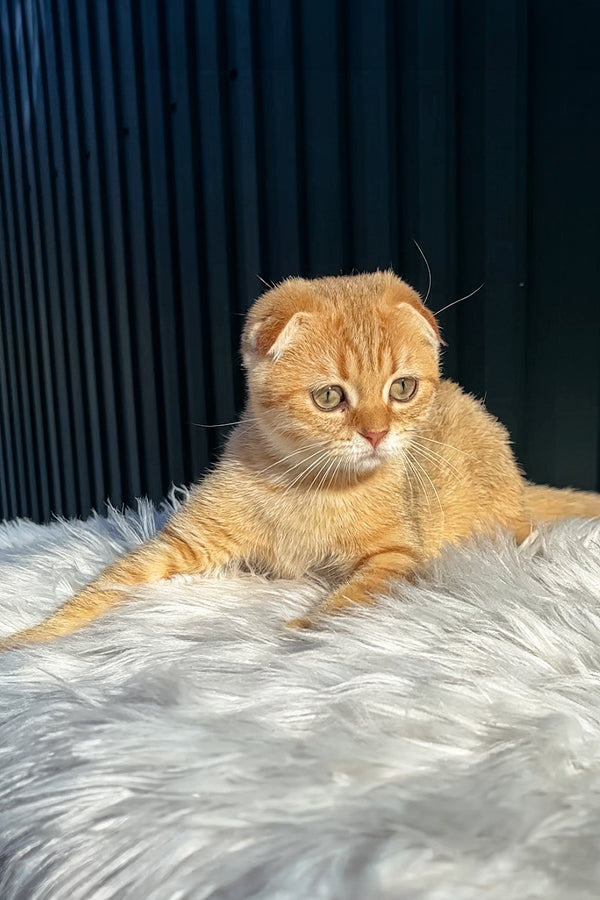 Martin | Scottish Fold Kitten