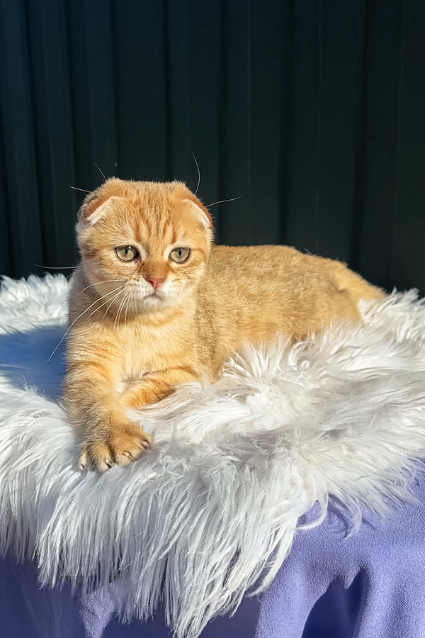 Martin | Scottish Fold Kitten