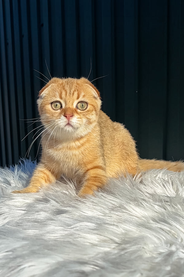 Martin | Scottish Fold Kitten
