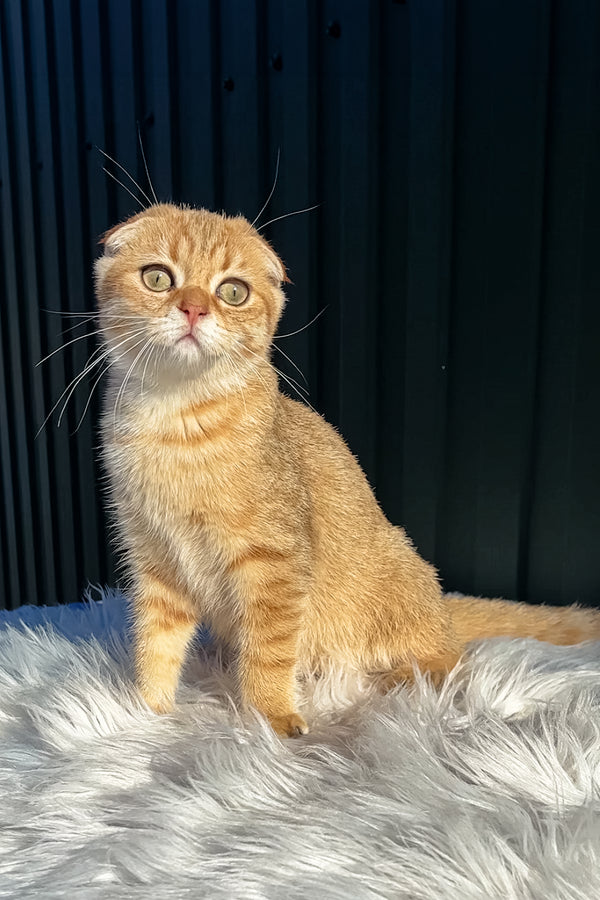 Martin | Scottish Fold Kitten