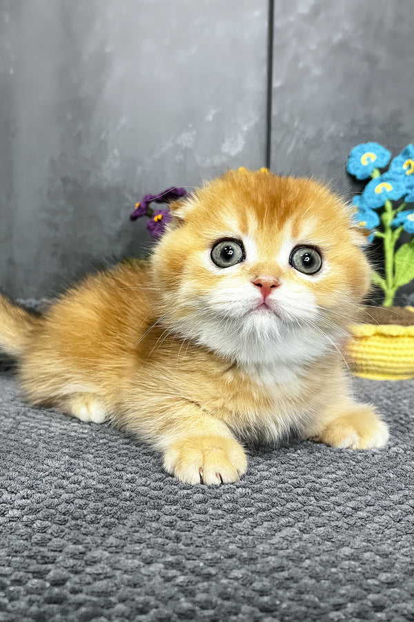 Nala | Scottish Fold Kitten
