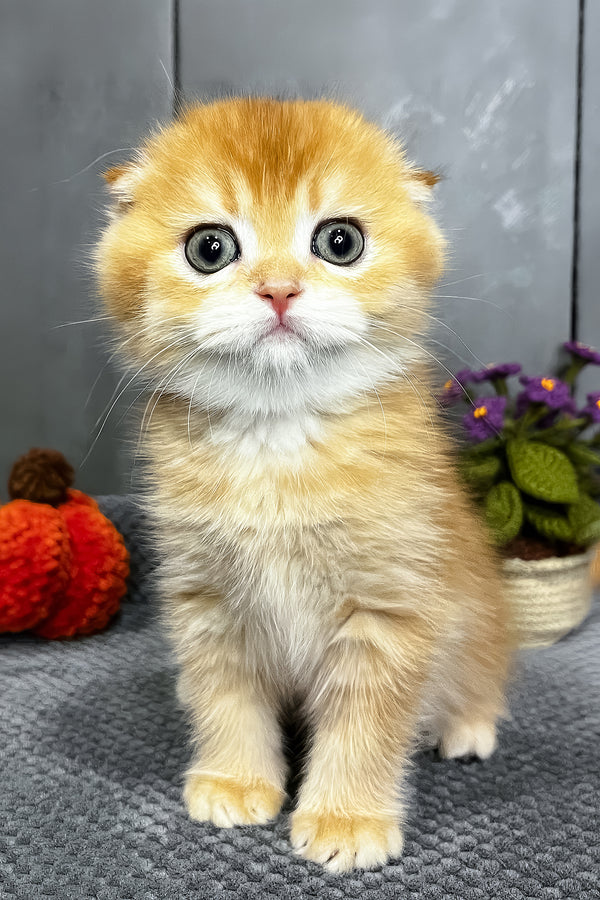 Nala | Scottish Fold Kitten