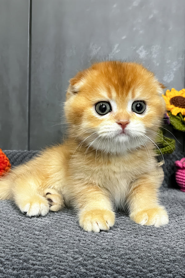Nala | Scottish Fold Kitten