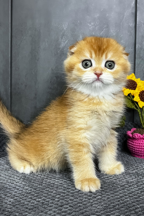 Nala | Scottish Fold Kitten