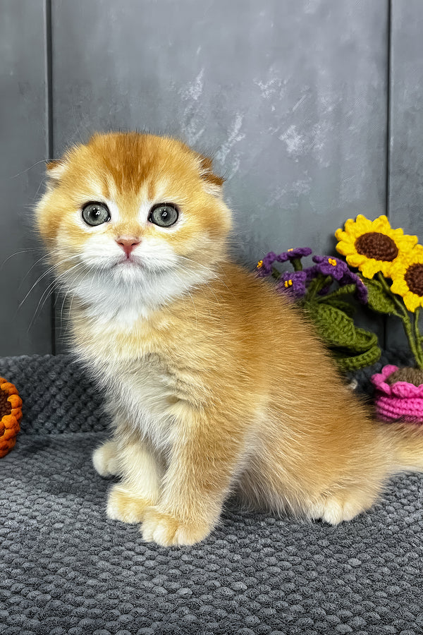 Nala | Scottish Fold Kitten
