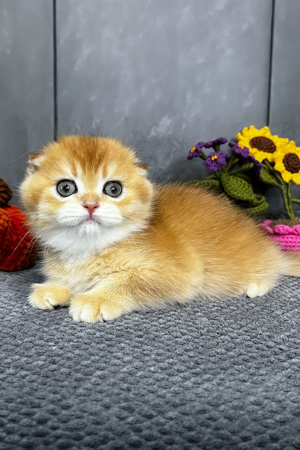 Nala | Scottish Fold Kitten