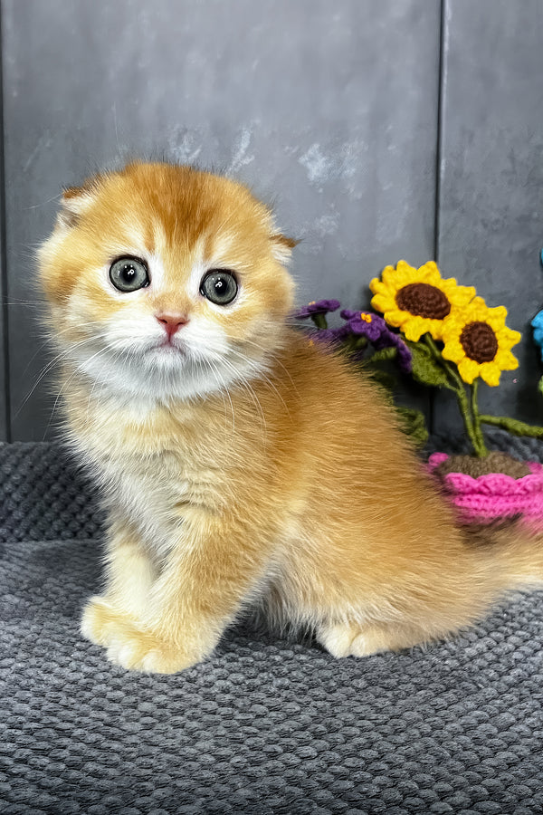 Nala | Scottish Fold Kitten