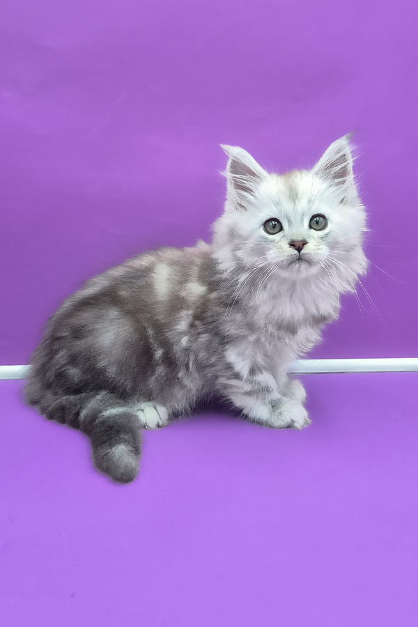 Qui | Maine Coon Kitten