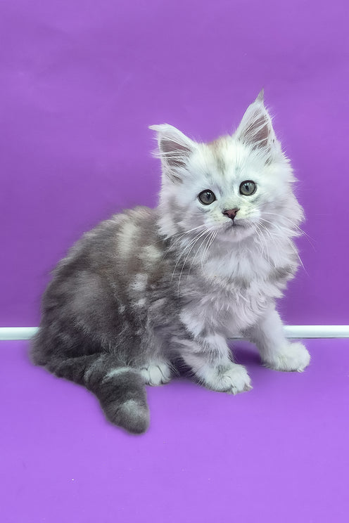 Qui | Maine Coon Kitten
