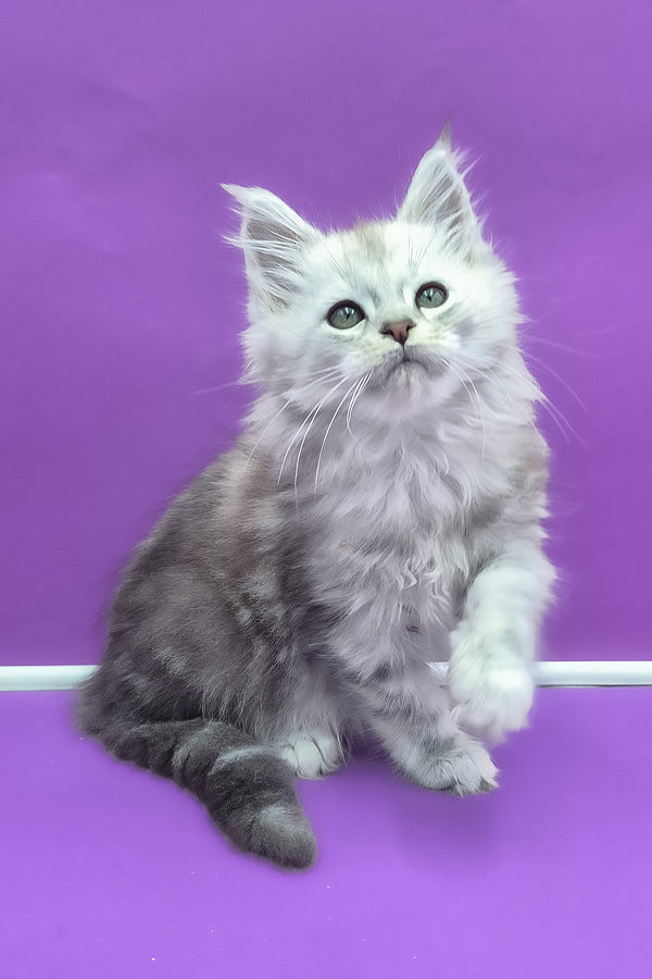 Qui | Maine Coon Kitten