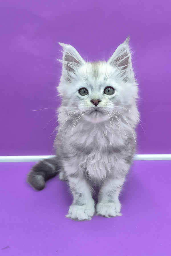 Qui | Maine Coon Kitten