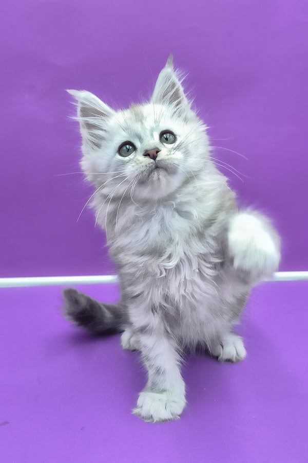 Qui | Maine Coon Kitten