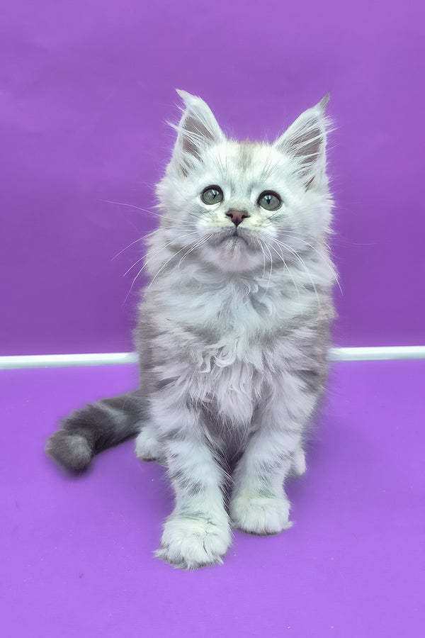 Qui | Maine Coon Kitten