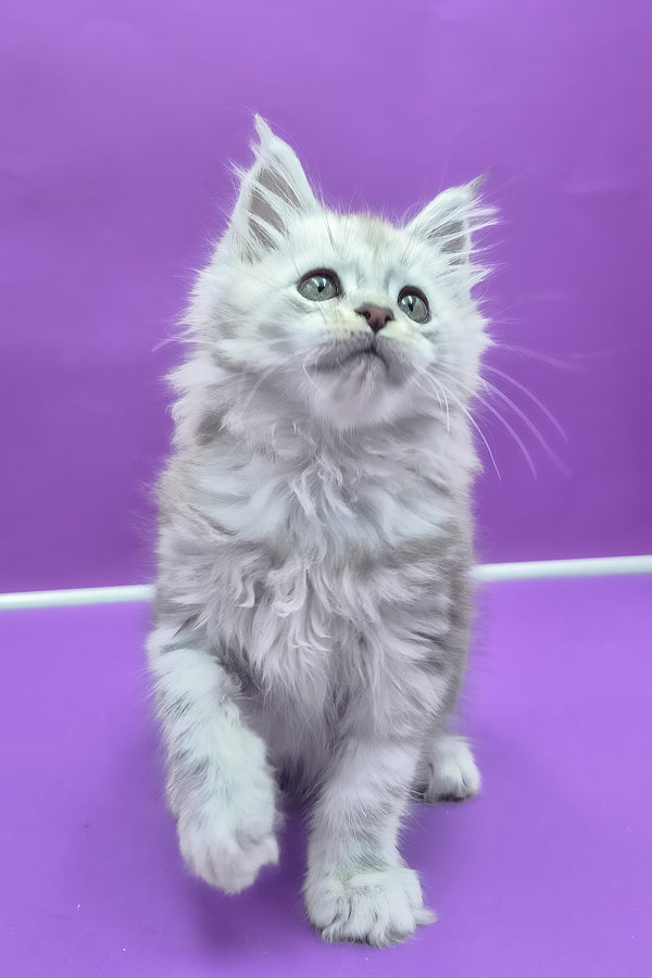 Qui | Maine Coon Kitten