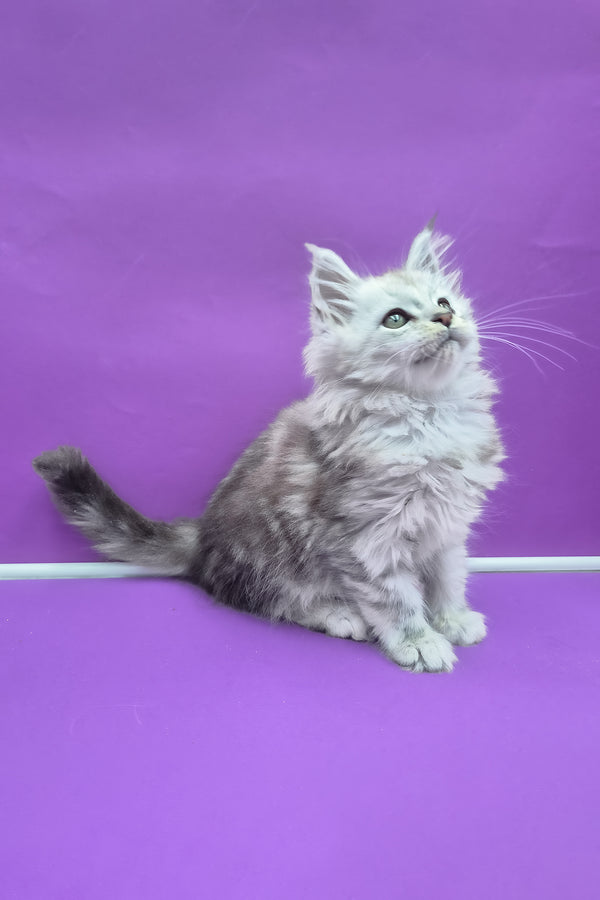 Qui | Maine Coon Kitten