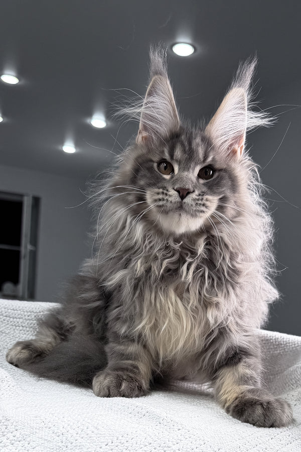 Salute | Maine Coon Kitten