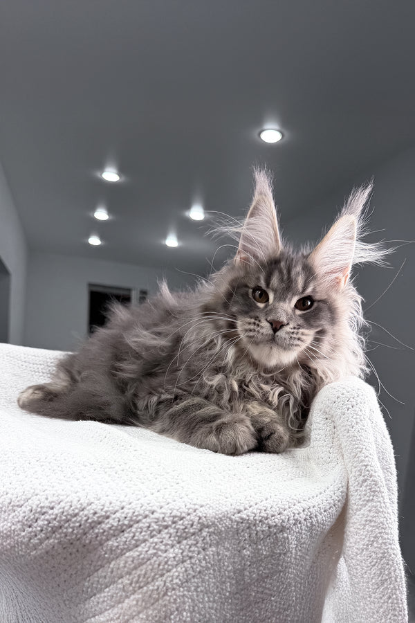 Salute | Maine Coon Kitten