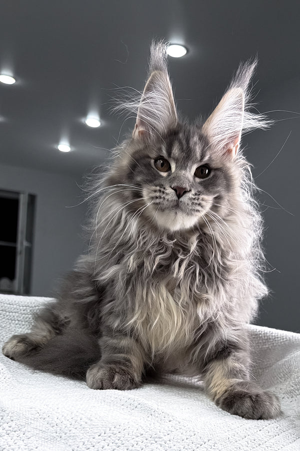 Salute | Maine Coon Kitten