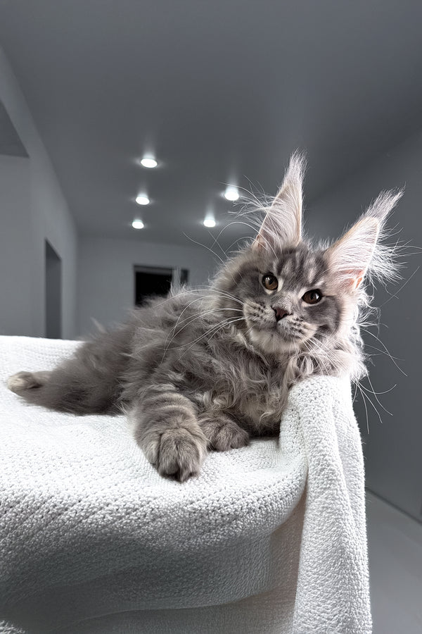 Salute | Maine Coon Kitten