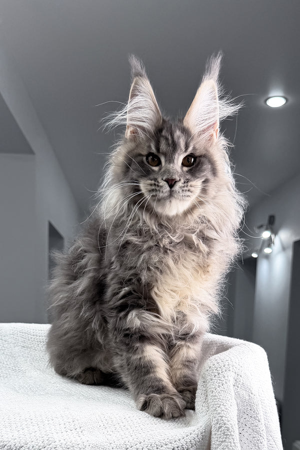 Salute | Maine Coon Kitten