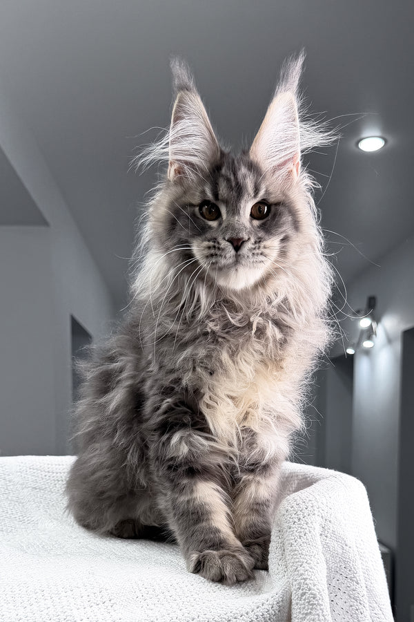 Salute | Maine Coon Kitten