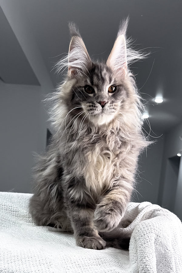 Salute | Maine Coon Kitten