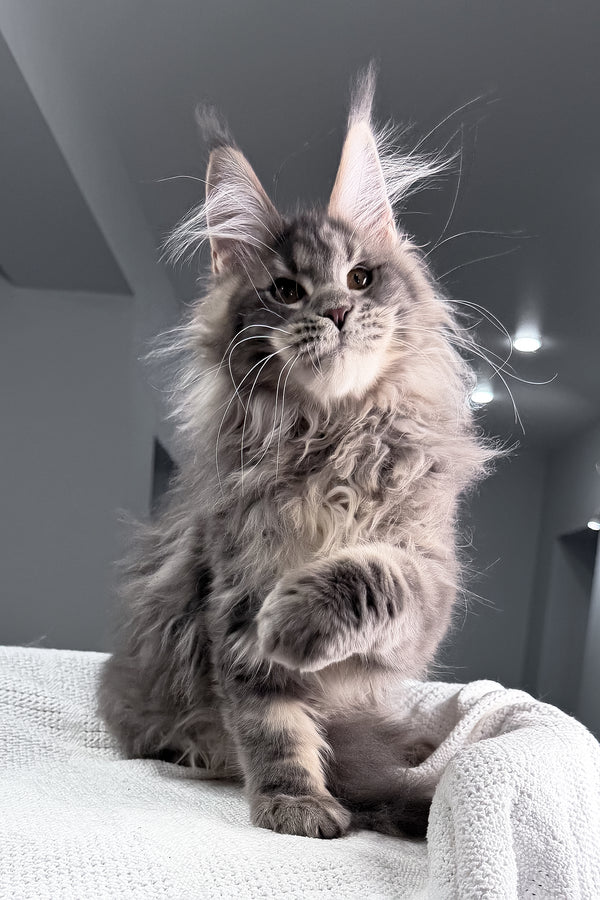 Salute | Maine Coon Kitten