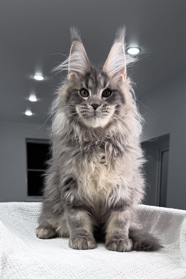 Salute | Maine Coon Kitten