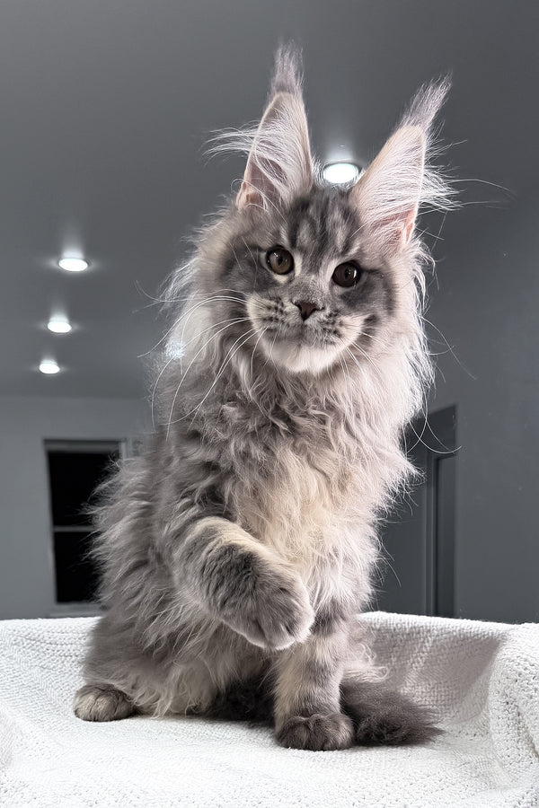 Salute | Maine Coon Kitten