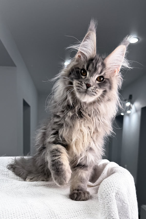 Salute | Maine Coon Kitten