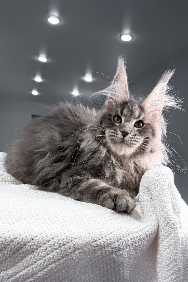 Salute | Maine Coon Kitten