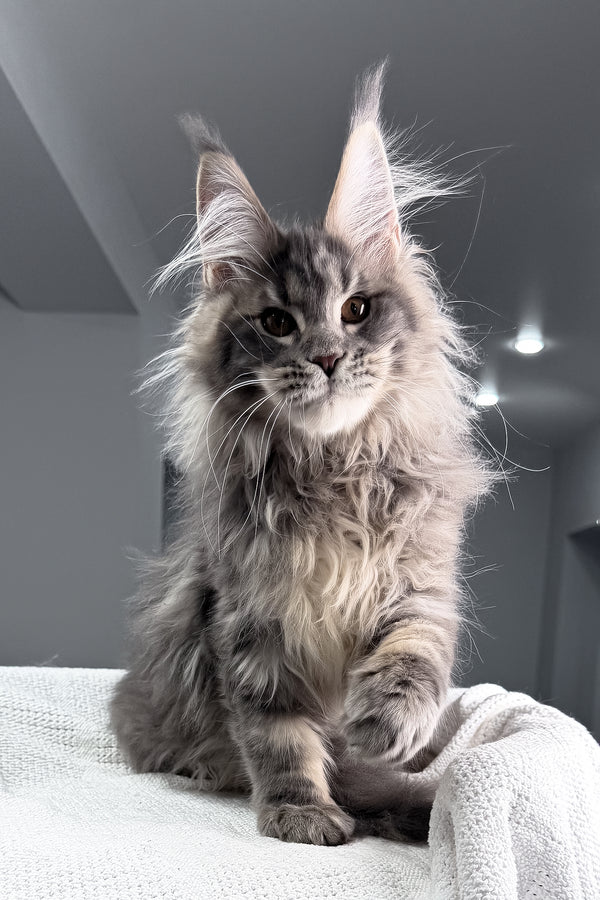 Salute | Maine Coon Kitten
