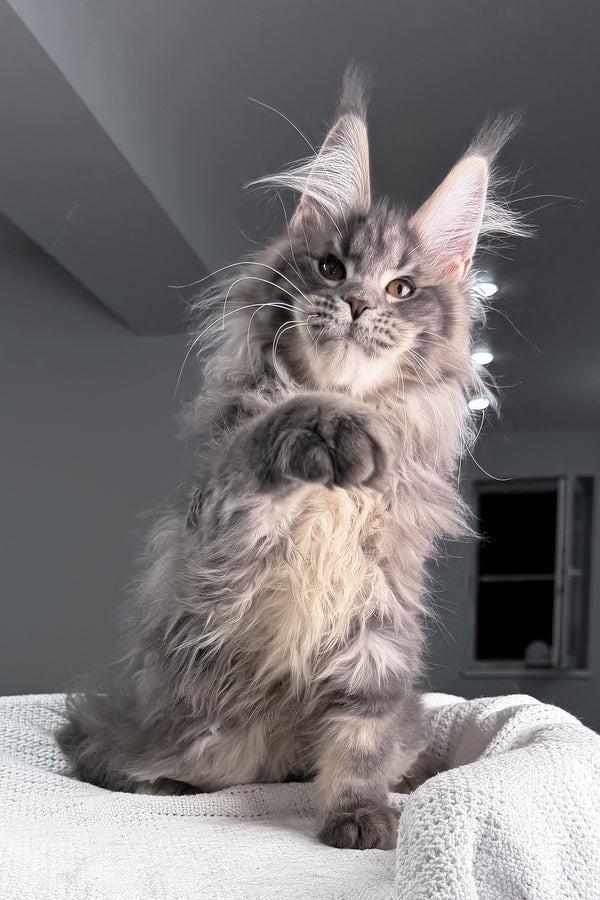 Salute | Maine Coon Kitten
